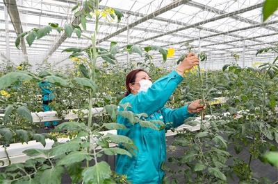 科技賦能鹽城農業現代化，2021年糧食總產達142.96億斤