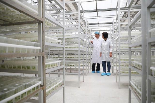 小土豆，大突破 馬鈴薯種業(yè)高質(zhì)量發(fā)展觀察